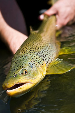 brown-trout-wyoming-trout-guides