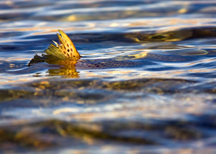 wyoming-trout-guides-newton-lakes